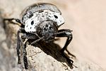 capnodis-tenebrionis-foto-markopoulos