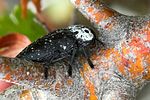 capnodis-tenebrionis2-foto-jas