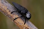 capnodis-tenebrionis3-foto-fransen