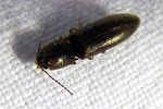 cardiophorus-argiolus-foto-martinez