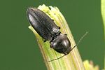 cardiophorus-asellus-foto-weidlich