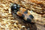cardiophorus-bipunctatus-foto-jacinto