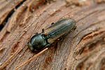 cardiophorus-eleonorae-foto-rose