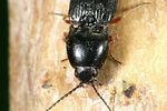 cardiophorus-erichsoni-detail-foto-weidlich