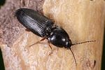 cardiophorus-erichsoni-foto-weidlich