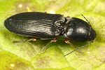 cardiophorus-erichsoni2-foto-koehler