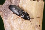 cardiophorus-erichsoni2-foto-weidlich