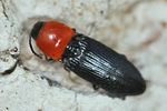 cardiophorus-gramineus-foto-keresztes