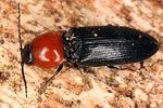 cardiophorus-gramineus-foto-koehler