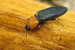 cardiophorus-gramineus-foto-krejcik