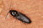 cardiophorus-nigerrimus-foto-altmann