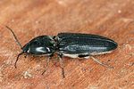 cardiophorus-nigerrimus2-foto-altmann