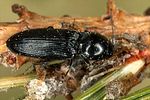 cardiophorus-nigerrimus7-foto-koehler