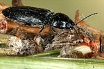 cardiophorus-nigerrimus8-foto-koehler