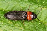 cardiophorus-ruficollis-foto-altmann