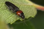 cardiophorus-ruficollis-foto-jas