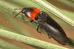 cardiophorus-ruficollis-foto-koehler
