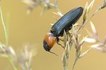 cardiophorus-ruficollis-foto-krejcik