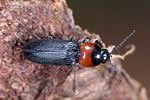 cardiophorus-ruficollis-foto-weidlich
