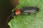 cardiophorus-ruficollis2-foto-jas