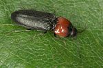 cardiophorus-ruficollis3-foto-jas