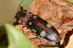 cardiophorus-signatus-foto-jacinto