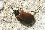 cebrio-gigas-foto-hense