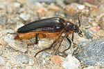 cebrio-gigas-foto-jas