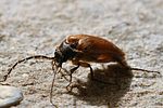 cebrio-gigas2-foto-hense