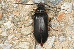 cebrio-gigas2-foto-jas