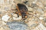 cebrio-gigas3-foto-jas