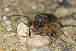 cebrio-gigas4-foto-jas