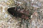chrysobothris-affinis-foto-polacek