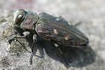 chrysobothris-affinis-foto-weisenboehler