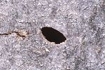 chrysobothris-affinis-frass2-foto-wernerrose