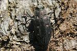 chrysobothris-affinis3-foto-koehler