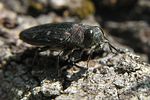 chrysobothris-affinis4-foto-koehler