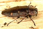chrysobothris-chrysostigma-foto-dvorak