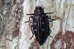 chrysobothris-chrysostigma-foto-flossmann