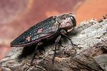chrysobothris-chrysostigma-foto-koehler