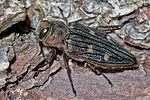 chrysobothris-chrysostigma-foto-rindlisbacher