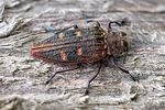 chrysobothris-chrysostigma1-foto-roessler