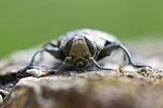chrysobothris-chrysostigma3-foto-roessler