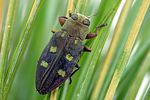 chrysobothris-igniventris-foto-krejcik
