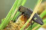 chrysobothris-igniventris2-foto-krejcik