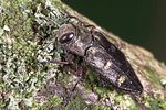 chrysobothris-igniventris2-foto-weidlich