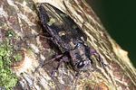 chrysobothris-igniventris3-foto-weidlich