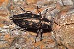 chrysobothris-solieri-foto-rose