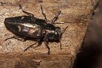 chrysobothris-solieri2-foto-hadulla-et-koehler