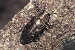 chrysobothris-solieri2-foto-rose